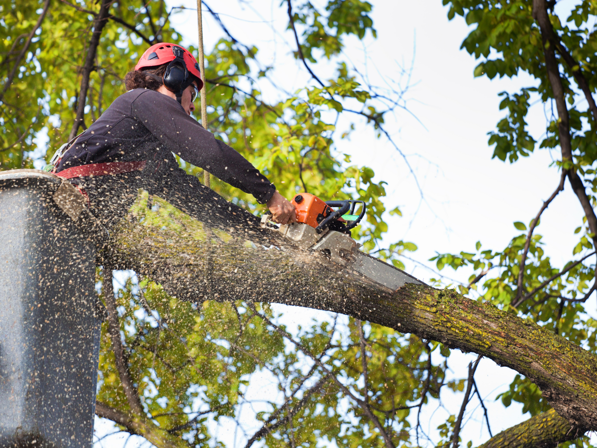 Tree service business